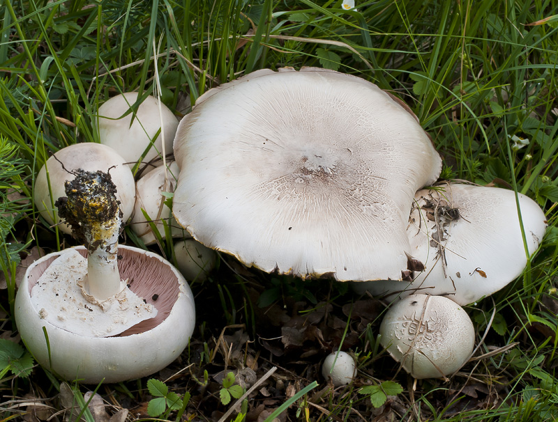 Agaricus xanthodermus